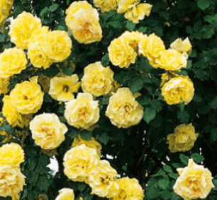 Růže ROYAL GOLD - pnoucí