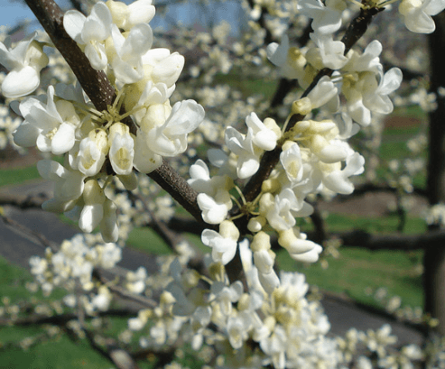 Zmarlika kanadská ´ROYAL WHITE´ (60-80cm, K7)