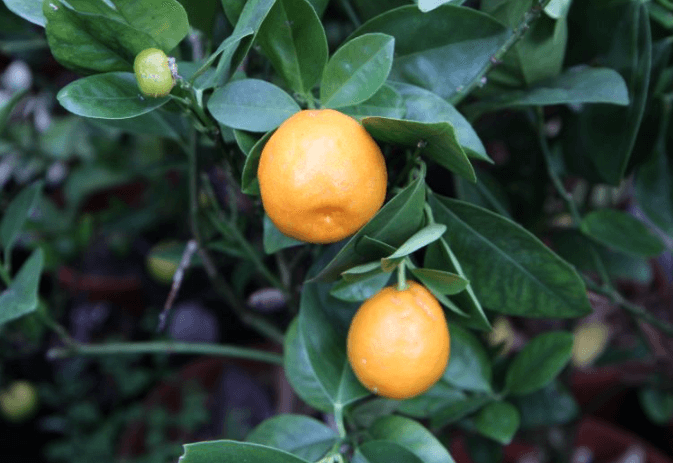 Citrus "BOATA" - (C. Clementina x Fortunella)