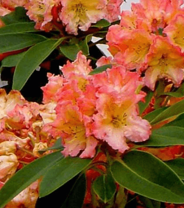 Rhododendron 'SUN FIRE´