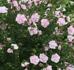 Ibišek syrský - Pink Chiffon