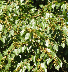 Dužistopka sladká, 40-60 cm, K9