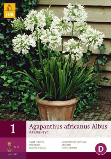 Kalokvět - Agapanthus ALBUS