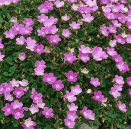 Pumpava BISHOP´S FORM