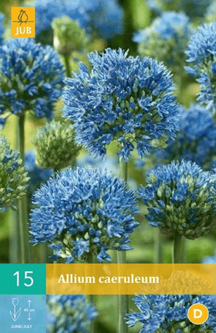 Česnek azurový- Allium caeruleum- 5ks