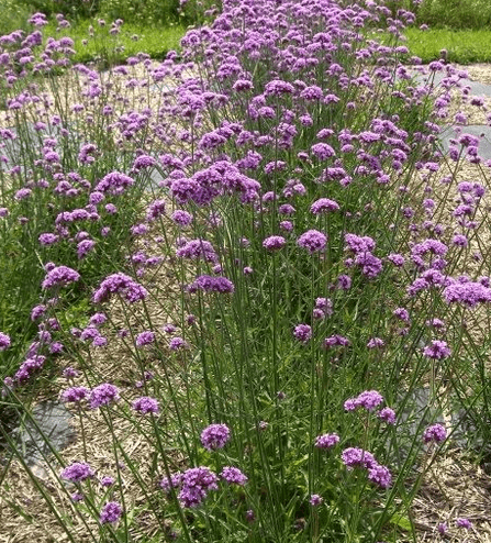 Verbena - sporýš argentinský