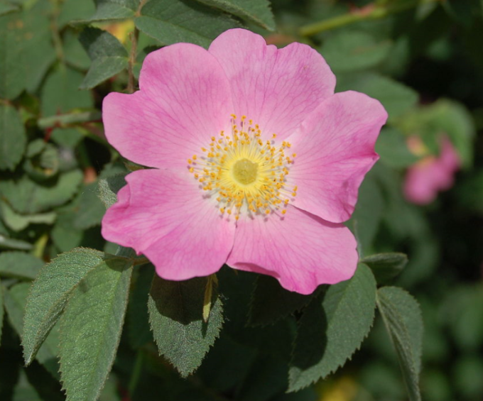 Růže -  Rosa obtusifolia