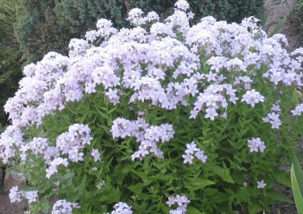 Zvonek bělokvětý 'Loddon Anna'