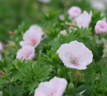 Kakost krvavý APFELBLÜTE