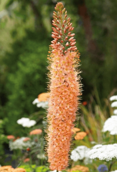 Liliochvostec CLEOPATRA- 5 ks