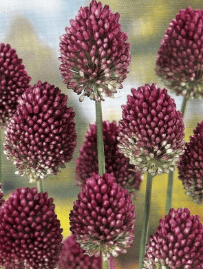 Česnek - Allium sphaerocephalon 15ks