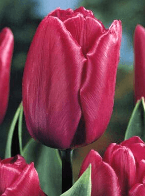 Tulipán PURPLE PRINCE 5 ks