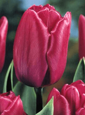 Tulipán PURPLE PRINCE 50 cibulí