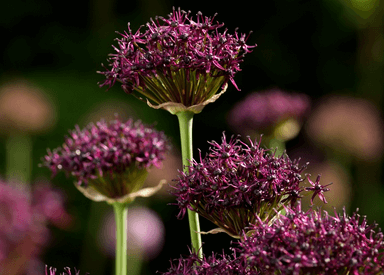 Česnek - Allium atropurpureum