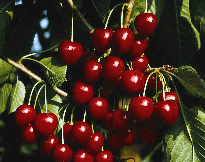 Třešeň - KORDIA - pt.