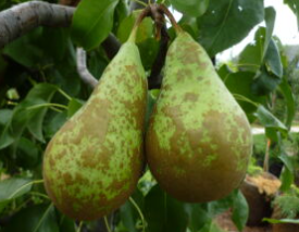 Hrušeň KONFERENCE - kd.