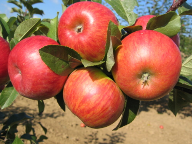 Jabloň TOPAZ® - M25