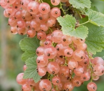 Rybíz růžový GLOIRE DES SABLONS - stromkový