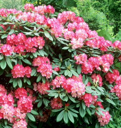 Rhododendron (Y) 'FANTASTICA'