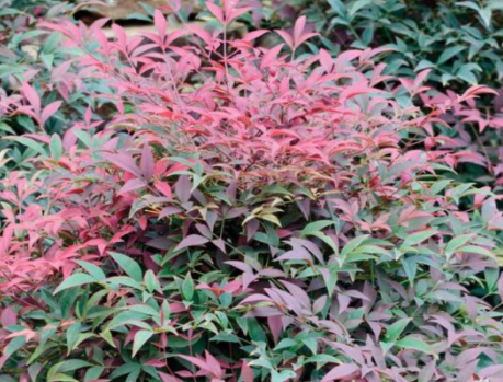 Nandina domácí FLIRT