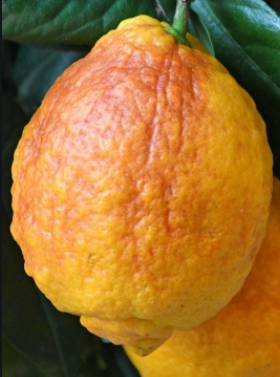 Citrus limon ´Sanguineum´