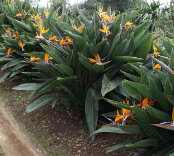 Strelitzia reginae