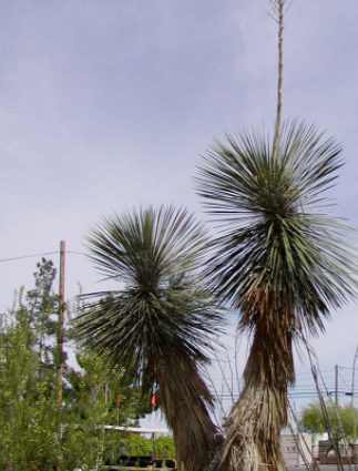 Juka - Yucca elata