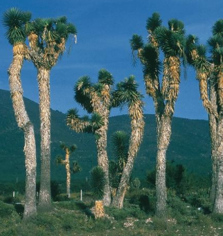 Juka - Yucca filifera