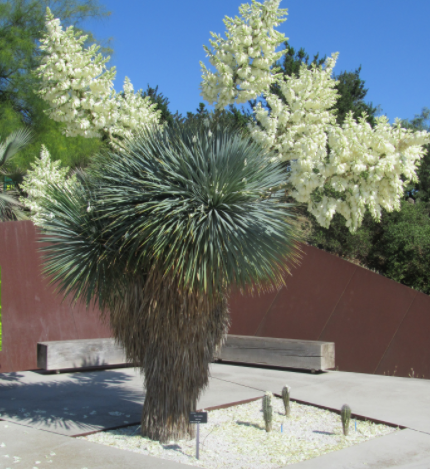 Juka - Yucca rostrata