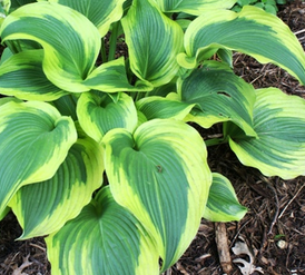 Hosta ATLANTIS