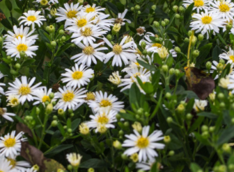 Hvězdnice - Aster ageratoides  STARSHINE