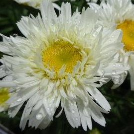 Kopretina SWEET DAISY REBECCA