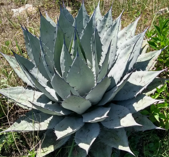 Agave applanata