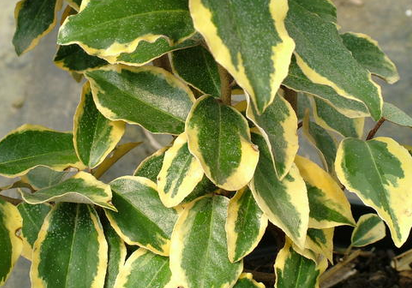 Hlošina Ebbingeova VIVELEG®