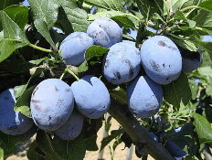 Slivoň ČAČANSKÁ LEPOTICA - St. Jul.