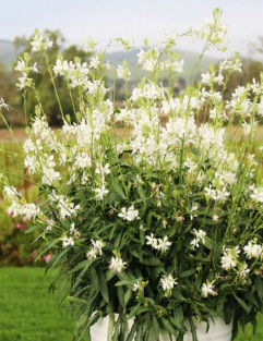 Svíčkovec - Gaura lindheimeri GAUDI WHITE