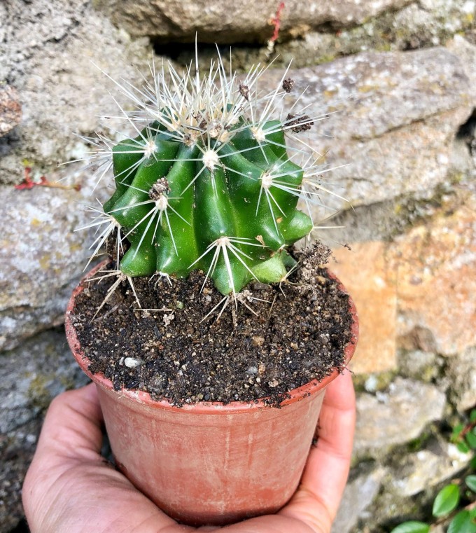 Kaktus Echinocactus grusonii