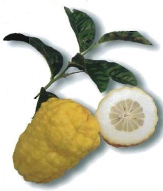 Citrus  ´VOZZA VOZZA´