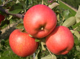 Jabloň TELSE® - M26