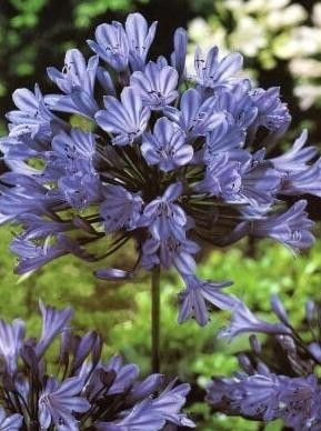 Kalokvět - Agapanthus NORTHERN STAR - mrazuvzdorný