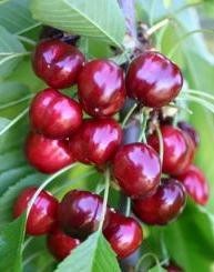 Třešeň - Sweet Early® - pt.