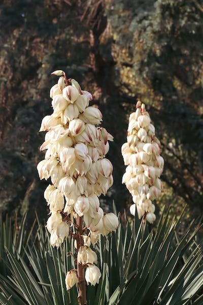 Juka - Yucca filamentosa