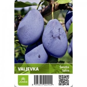 Slivoň VALJEVKA - myr.