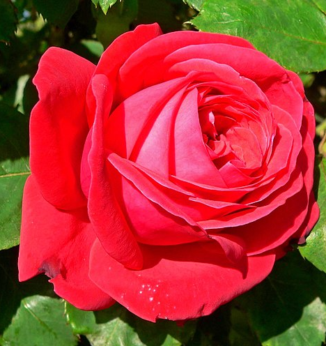 Růže DAME DE COEUR