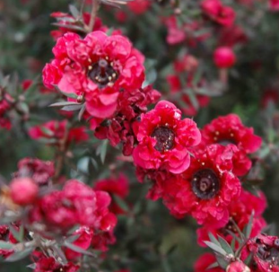 Balmín RED DAMASK