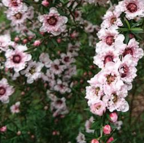 Balmín APPLE BLOSSOM