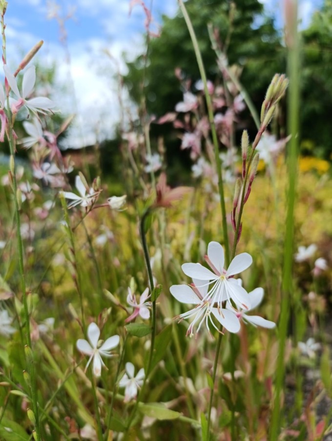 Svíčkovec - Gaura lindheimeri EMMELINE WHITE
