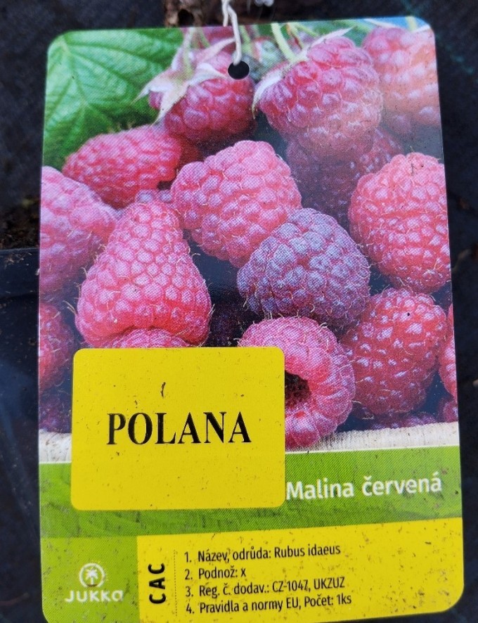 Maliník POLANA K1
