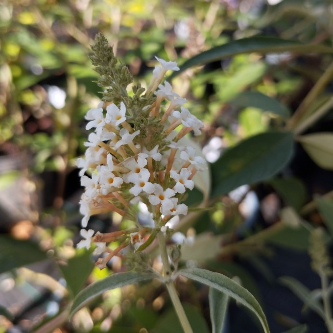 Komule davidova NANHOENSIS ALBA