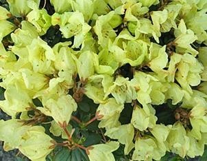 Rhododendron ´Wren´ - K2,5l